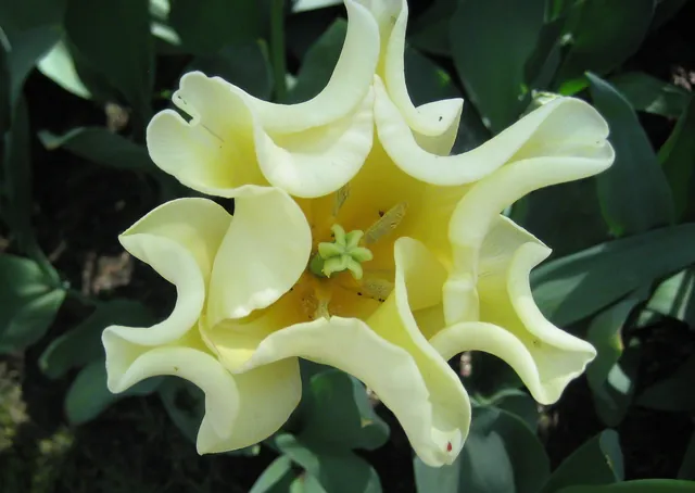 Keukenhof — photograph 55