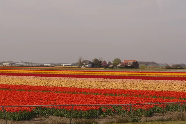Leaving Keukenhof and looking out across the bulb fields