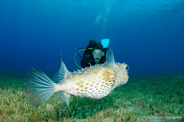 Pufferfish
