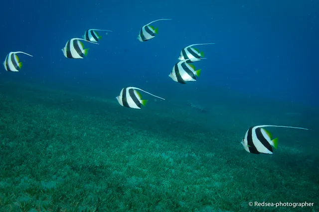 Bannerfish