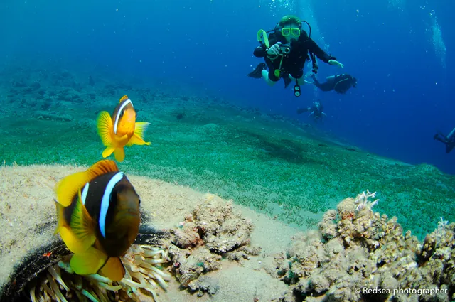 Find Nemo: check.
