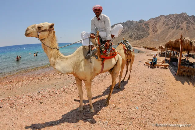 No Middle Eastern trip is complete without a gratuitous camel shot.