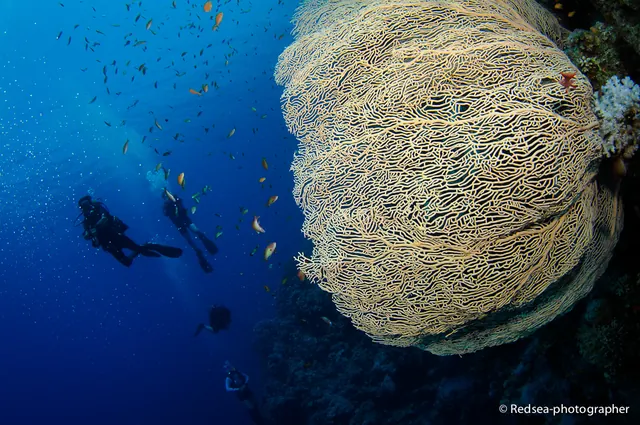 HUGE fan corals.