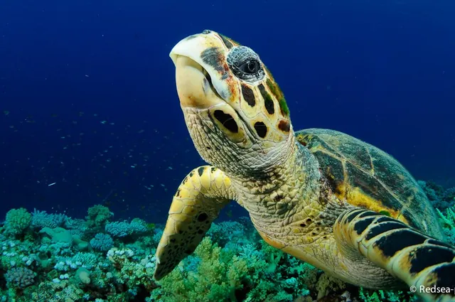 No dive is complete without a turtle sighting.