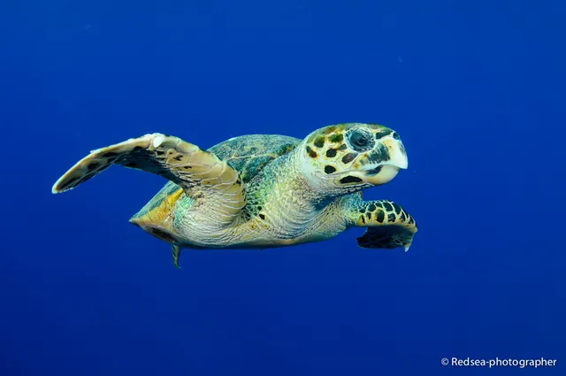 Jon Milnes (redsea-photographer.com) took all the awesome shots on this page. Hire him!