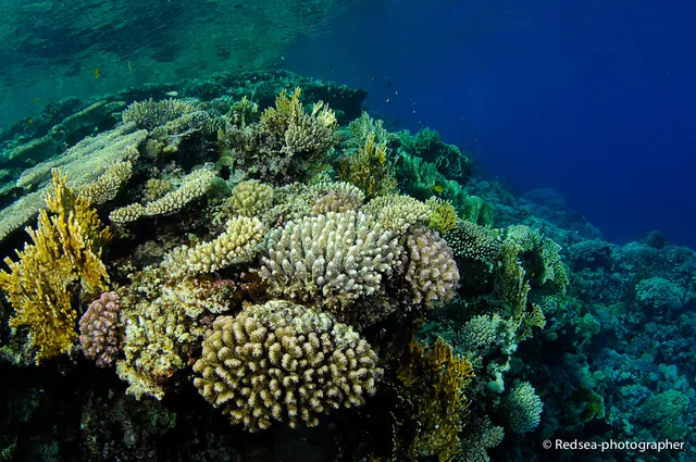 What you can't grasp from a single photo is the scale of the coral reefs off Dahab. Fabulous diving.