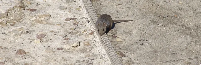 A house mouse on the trail