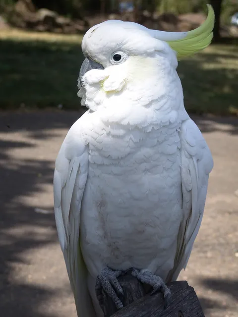 Beautiful birds. We were stunned by them in the early days of living in Cronulla, but after a while you start taking them for granted