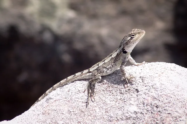 A lizard out sunbathing