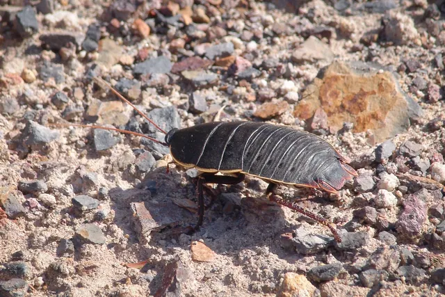 Big cockroach on the trail