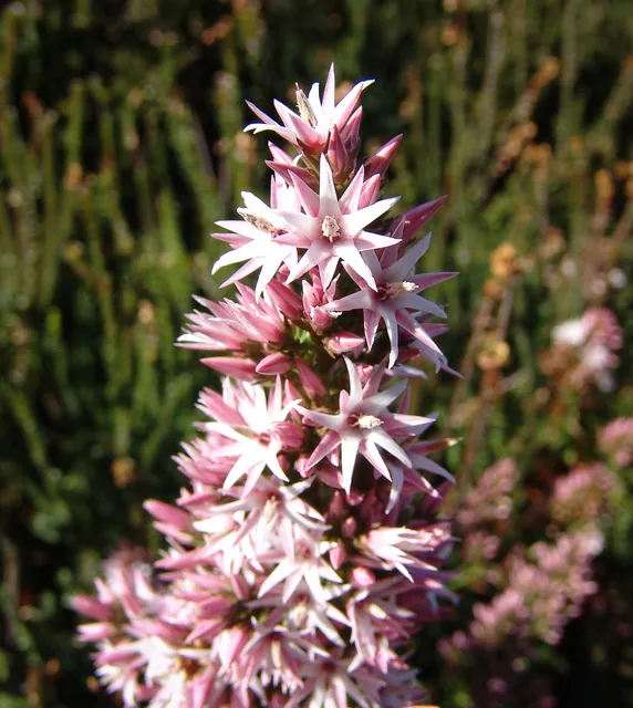 Schminky pinky flowers - that's the extent of my botanical knowledge on this one