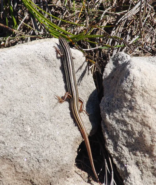 By mid-morning, we start to see the lizards out sunbathing
