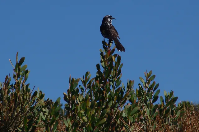 These birds were darting about the tops of the bushes catching insects