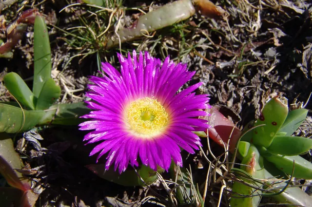 Lots of these plastic looking purple flowers with green pods, affectionately named 'Pigface'
