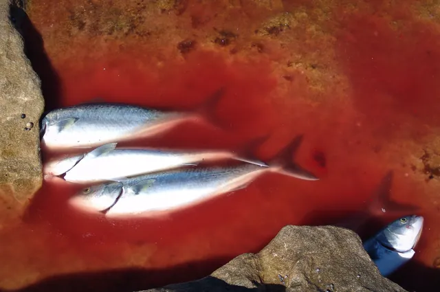One of the fisherman's catch in the rock pools - sea salmon I think, one of our favourites in Aus