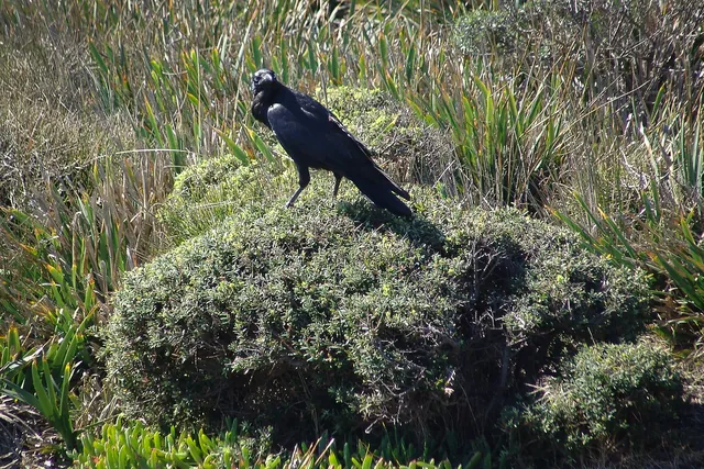 A mean looking Australian Raven