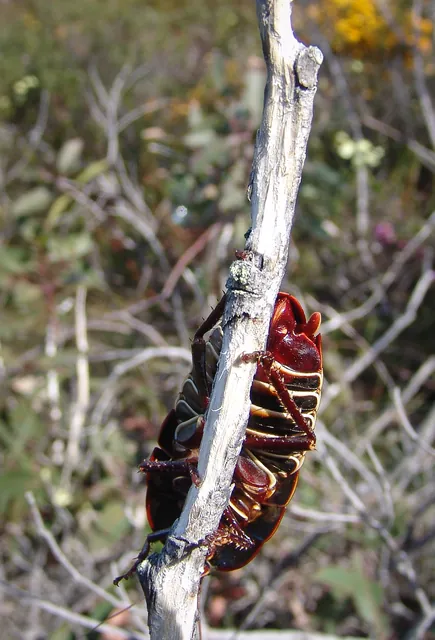 A giant cockroach on the trail