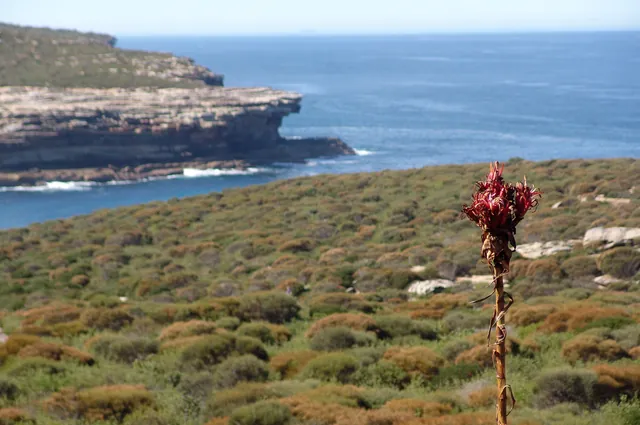 The ever so tall Gymea Lily poking its head into the photo