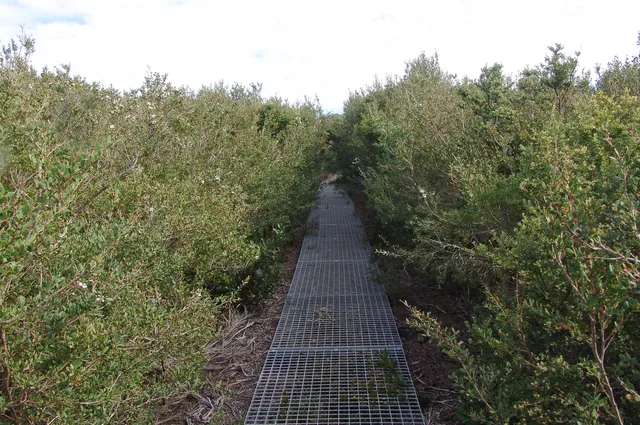 The path is generally well maintained but there are some overgrown parts