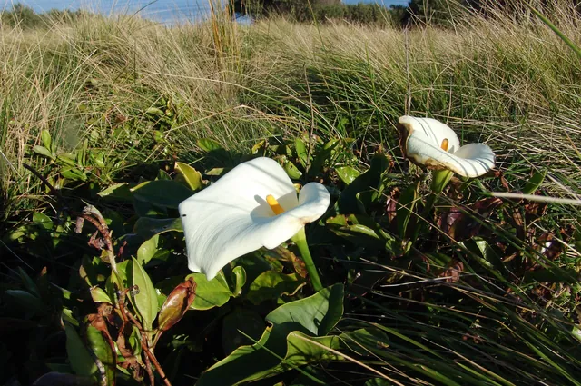 Another kind of lily I suspect, not sure of the type