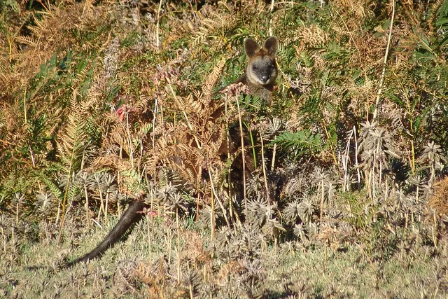 A swamp wallaby jumps out in front of us and heads for the bushes