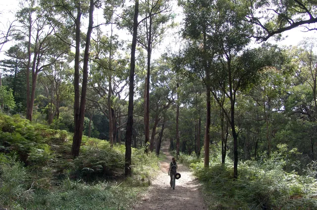 Easy to follow tracks which is good as it can be a bit disorientating under tree cover