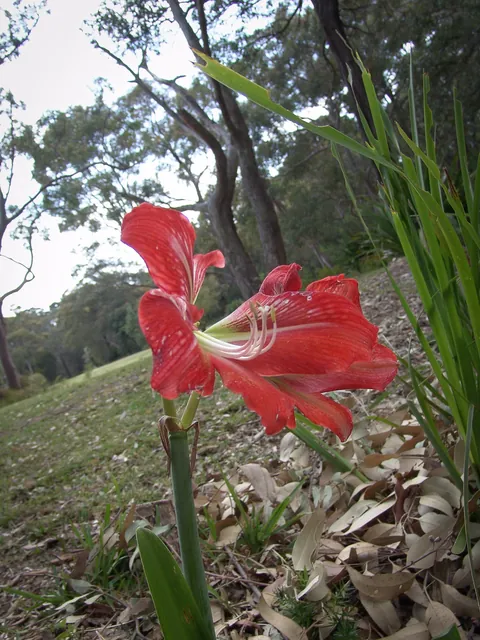 Royal National Park — photograph 3