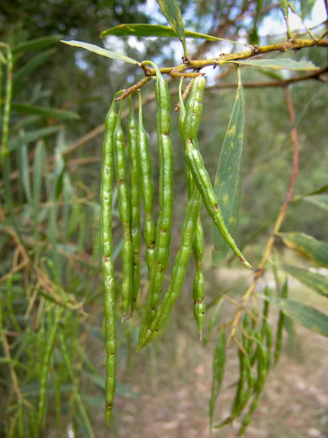 Unusual fruits on this tree looking like a cross between a french bean and a chilli
