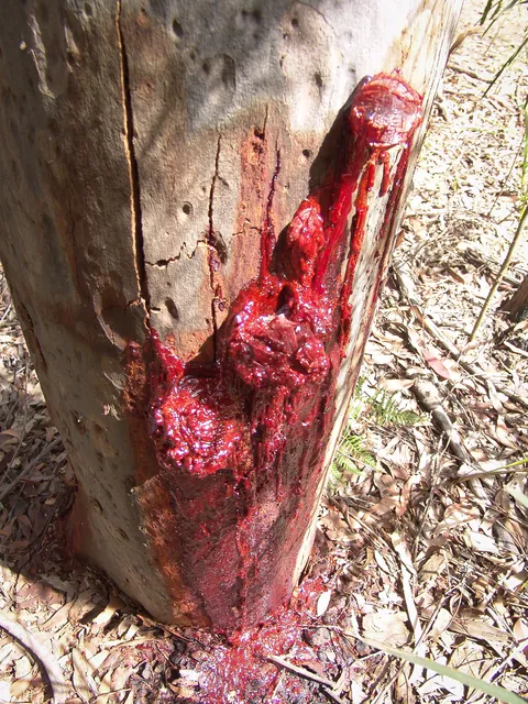 Blood red sap oozing from the tree