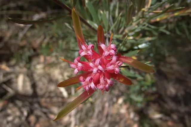 Like the Coast Walk there were some interesting colourful flowers begging for close-up shots. It's surprising to see these glimmers of colour in an otherwise dry and drab bush setting