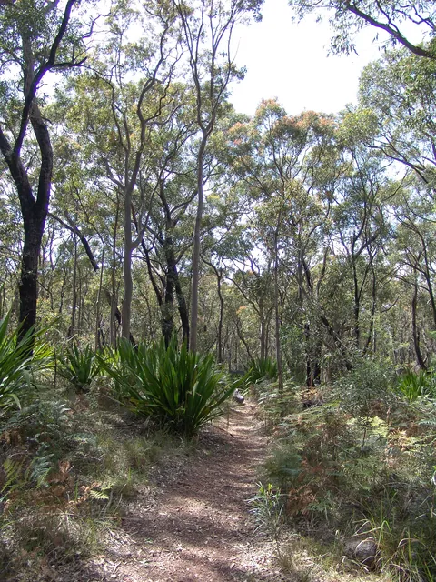 Royal National Park — photograph 8