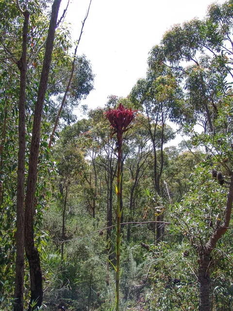 A Gymea Lily flower head standing over 12 feet tall