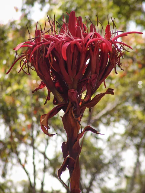 Gymea Lily head close-up