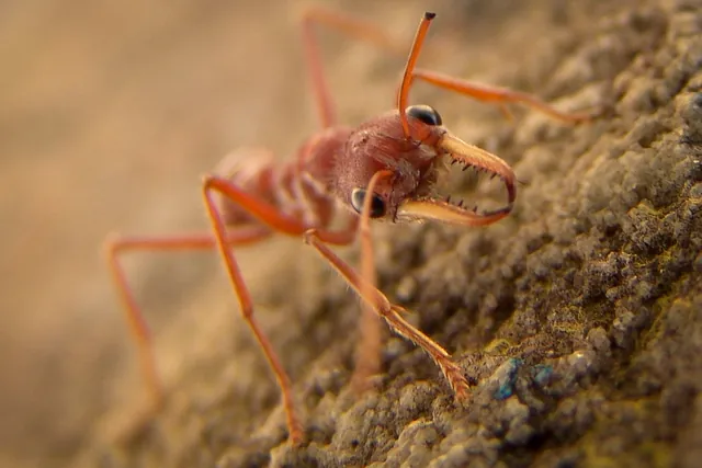 A giant ants with mean, serrated pincers. Took a bit to get a good shot of him in focus
