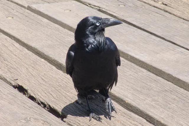 An Australian raven (I think)