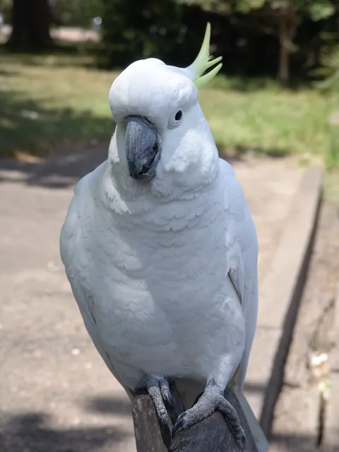 Lots of Sulphur Crested Cockatoos preying on tourist lunches