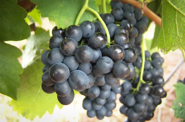 The grapes are harvested early February so January is a good time to go