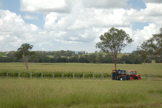 That's the grape picker/beater (I think) - no secateurs used in this day and age