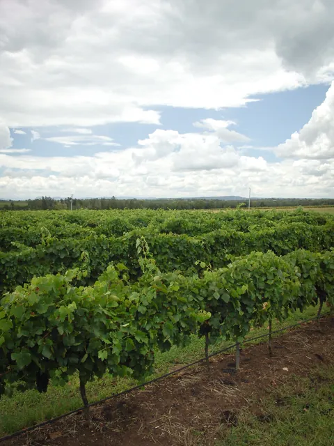 Hunter Valley — photograph 31