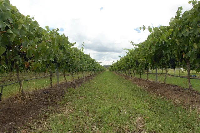 Hunter Valley — photograph 36