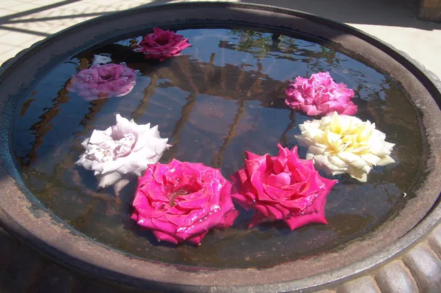 A nice floating rose head effect