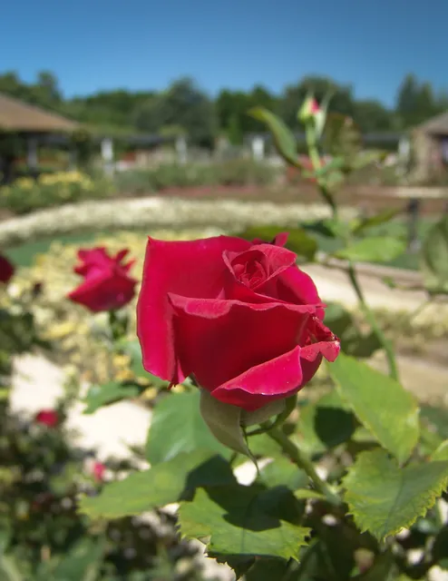 Overlooking the Rose Garden