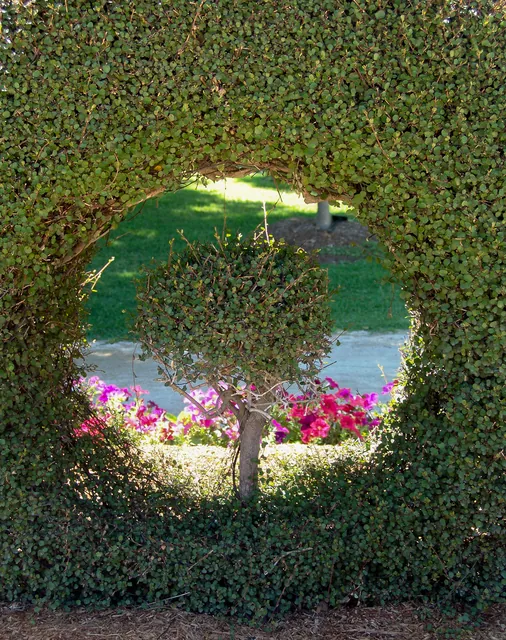 A nifty bit of topiary ... a bush within a bush