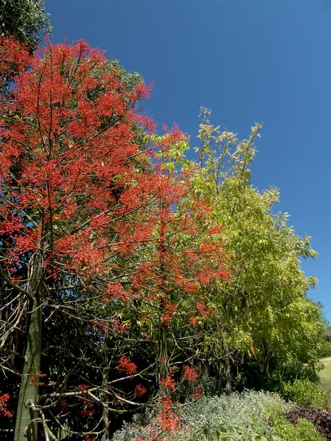 An Illawarra Flame Tree creating contrasting colours on the skyline
