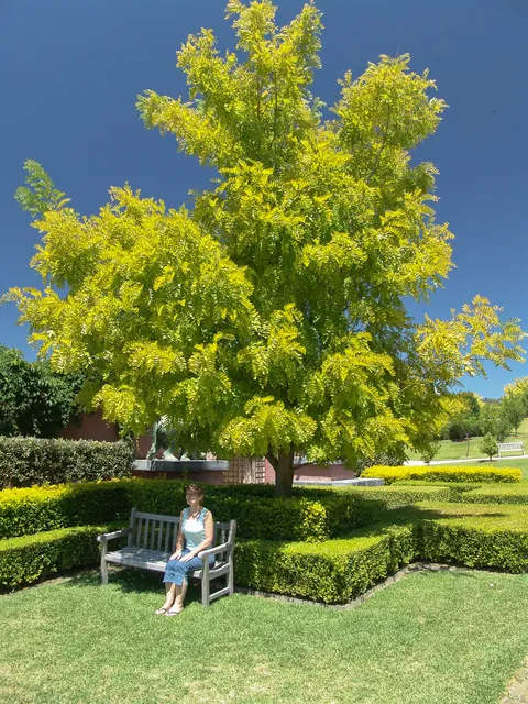Mother dearest doing her best Forrest Gump impression in front of a laburnum
