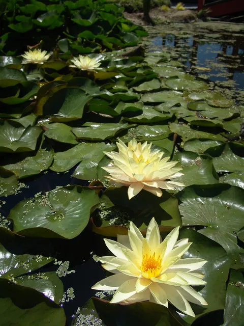 Gorgeous yellow water lilies
