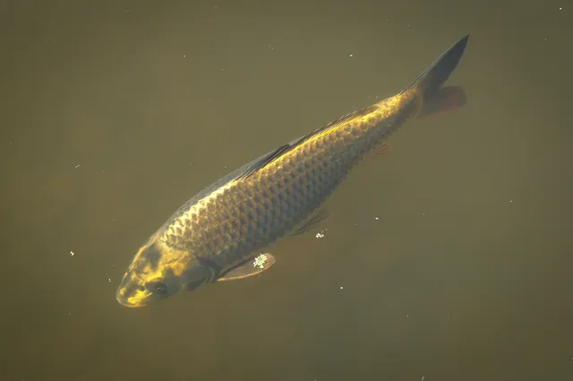 Some whopper koi carp fish in the lakes