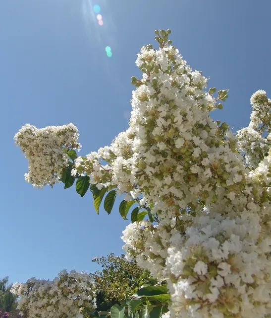 Let the pollination begin!