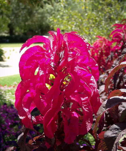 Vivid pink flowers (answers on a postcard please)