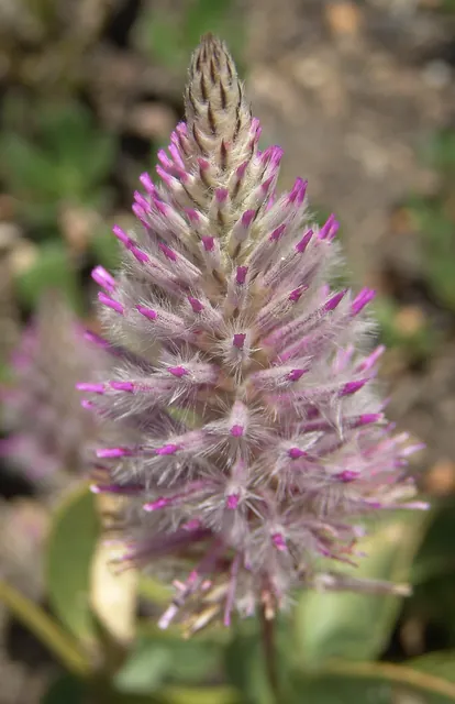 Intricate spiny flower bud